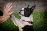 Boston Terrior