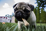Dogs + Chips