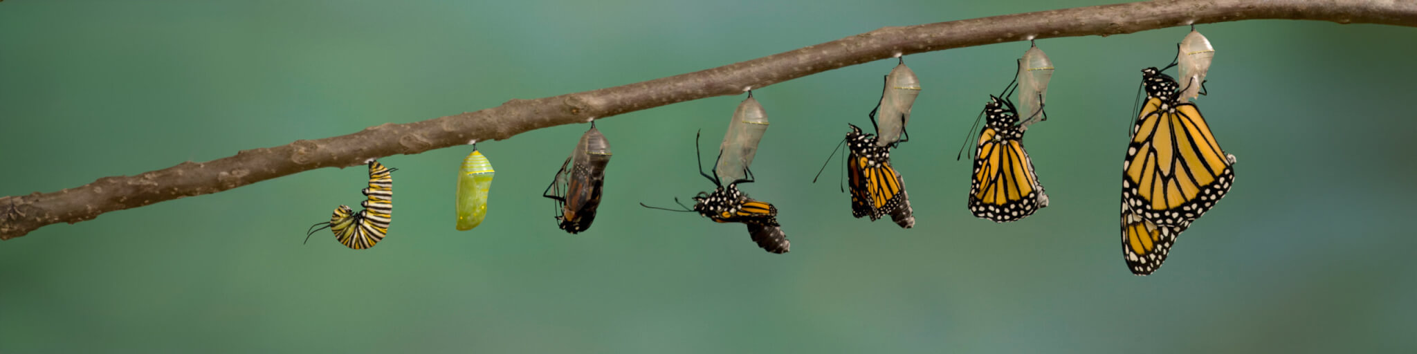 Direct Mail Ideas & Tips for Donor Renewals